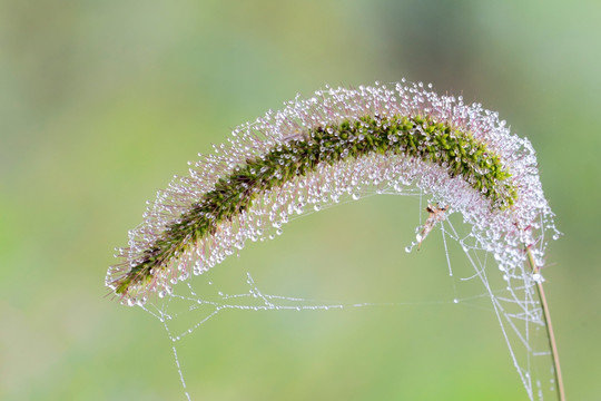 小草