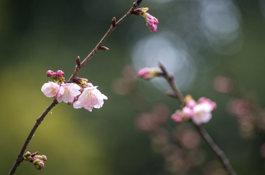 梅花