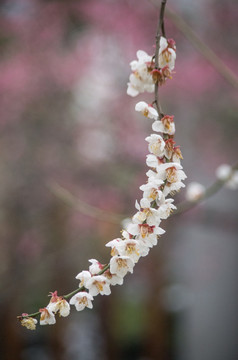 写意梅花