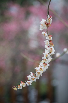 写意梅花