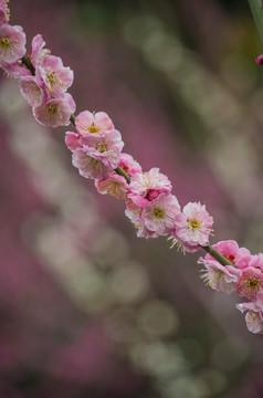 梅花