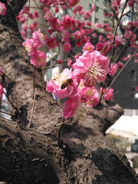 梅花