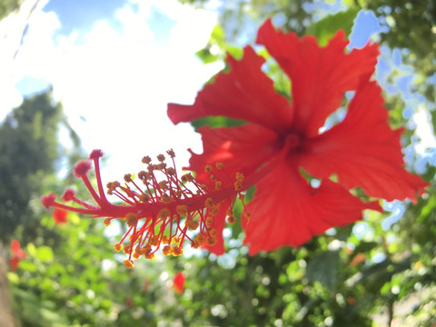 吊灯扶桑朱槿花