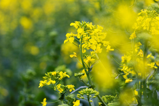 油菜花