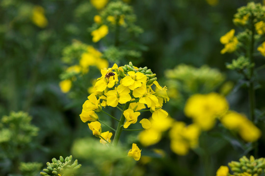 油菜花