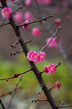 红梅花