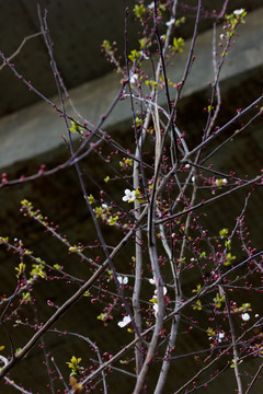 樱花树