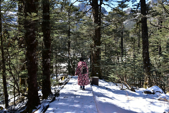 螺髻山 柏树林 雪景