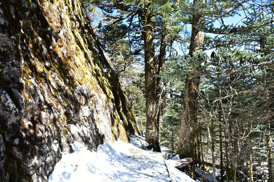 凉山螺髻山 柏林