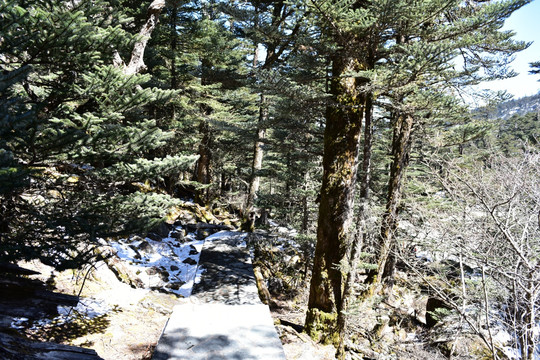 凉山螺髻山 柏树林