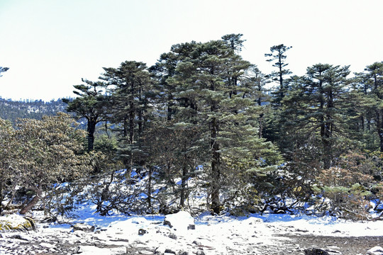 螺髻山 柏树 雪景