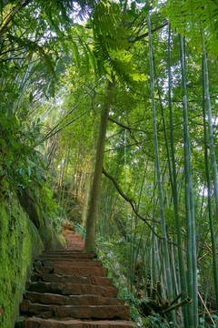 竹林 小路 石梯台阶