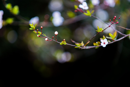 紫叶李