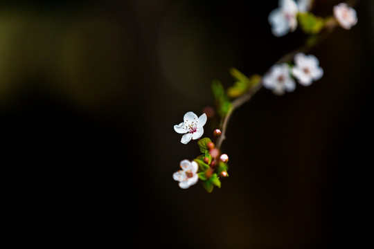 紫叶李