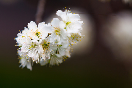 樱桃花