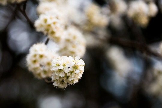 樱桃花