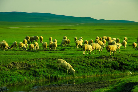 湿地草原河边羊群