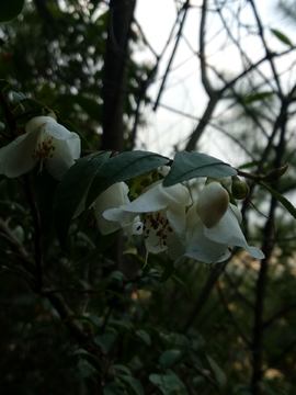 野山茶花