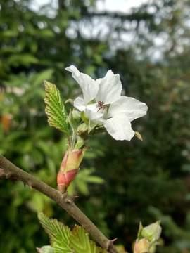 山莓花