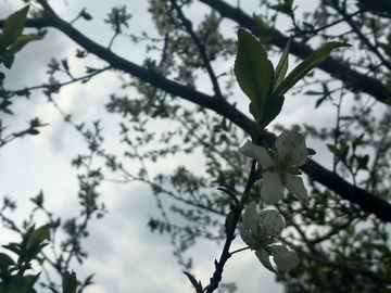 梨花枝头