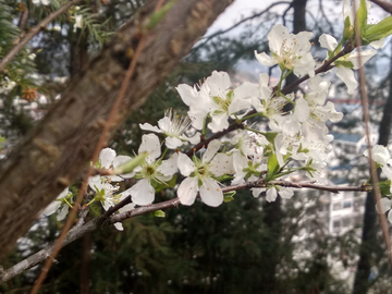 梨花枝头