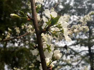 美丽的梨花