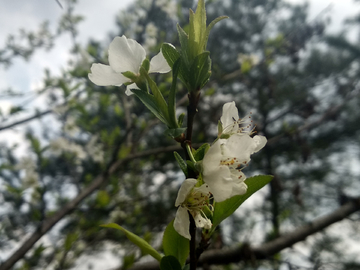 梨花特写