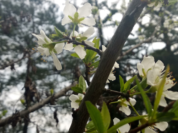 梨花特写