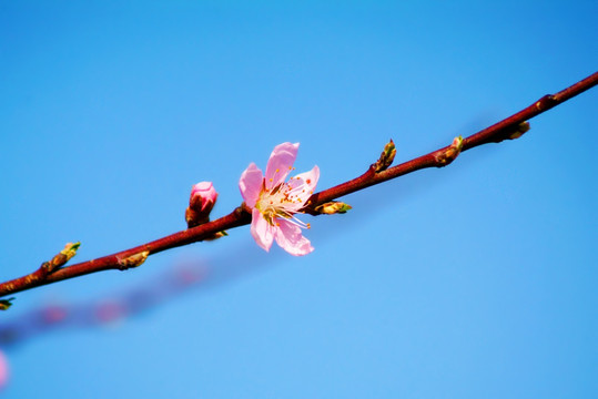 桃花盛开