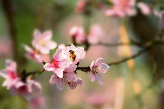 桃花盛开