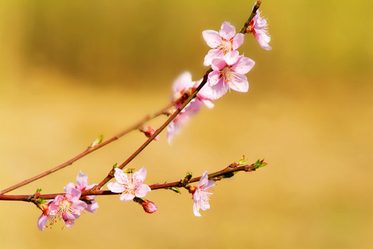 桃花盛开