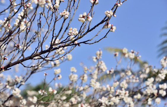 白梅花