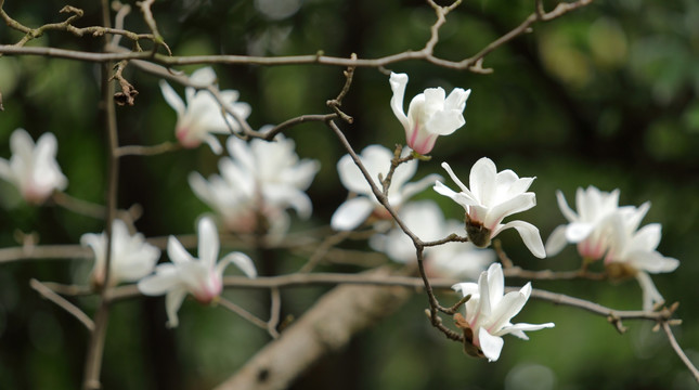 玉兰花盛开