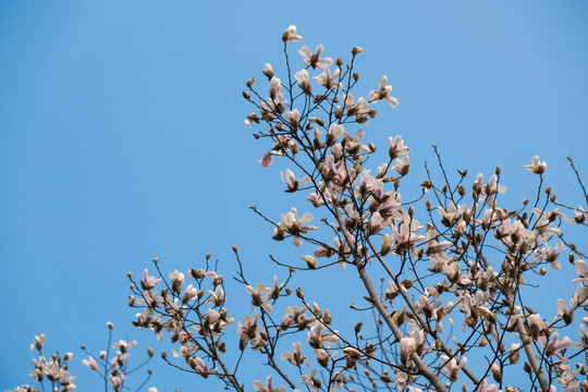 玉兰花树