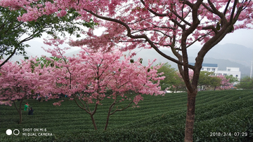 樱花