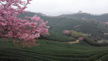 永福樱花园