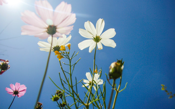 格桑花