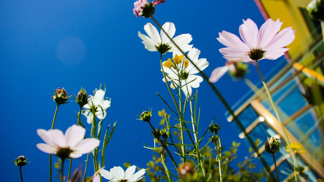 格桑花