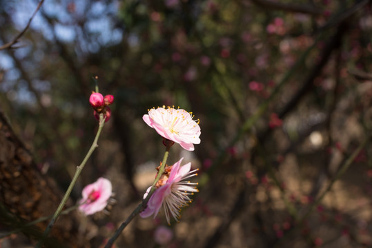 桃花盛开