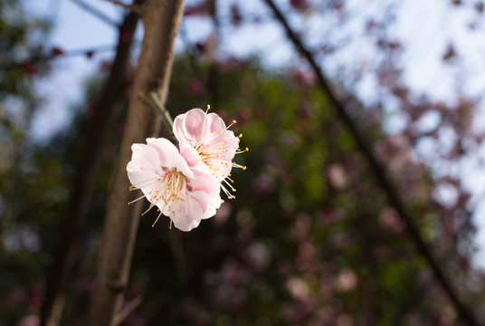 桃花盛开