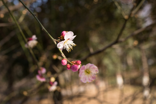 桃花盛开