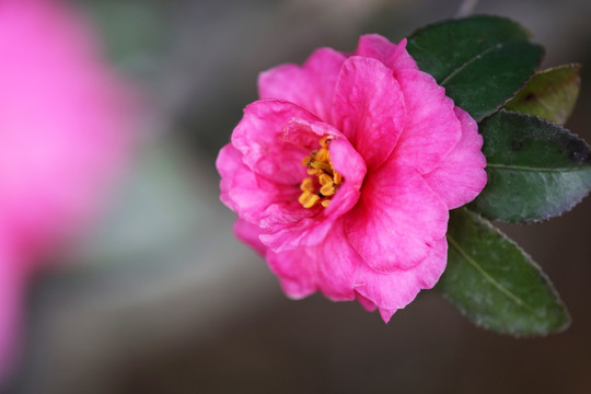 茶花 花卉