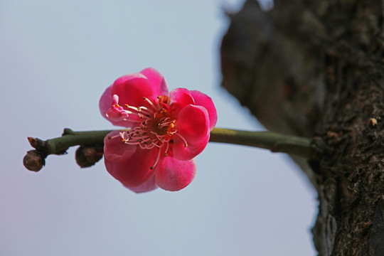 梅花 花卉