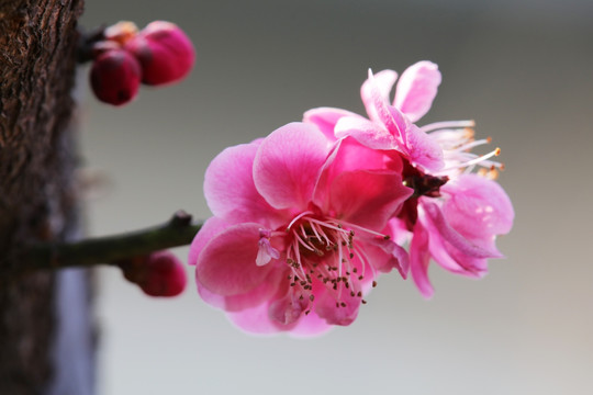 梅花 花卉