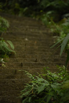 山中石阶