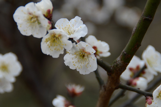 桃花