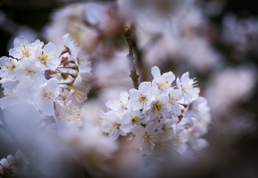 李子花