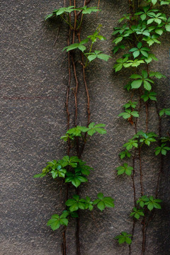 爬山虎 绿色植物墙