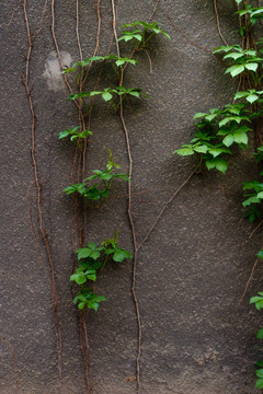 爬山虎 绿色植物墙