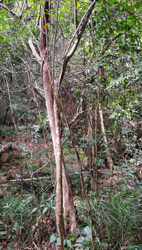 钦州八寨沟风光